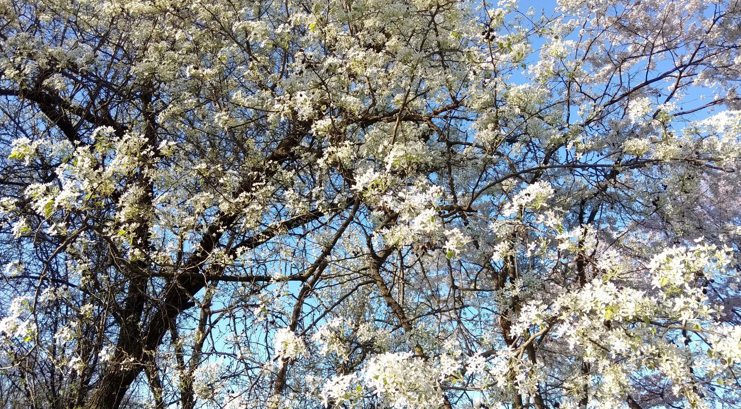 Весенние цветущие деревья - 93 фото