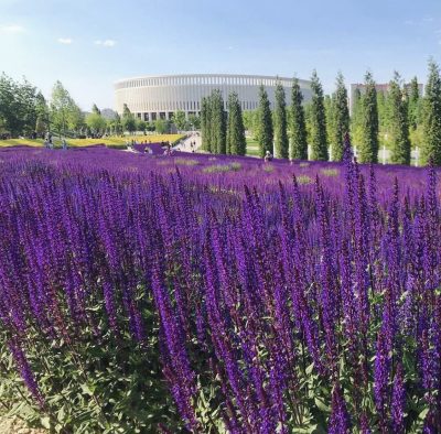Парк Галицкого, конец мая, цветет Шалфей, очень яркие и атмосферные фото получаются